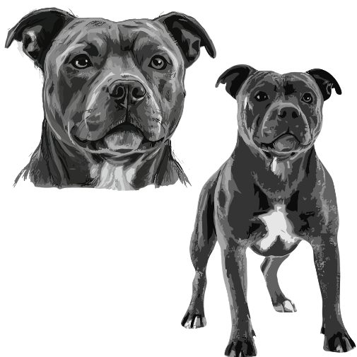 Charcoal portrait of Doug the staffy (sample image)
